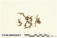 藏品(羽蘚屬)的圖片